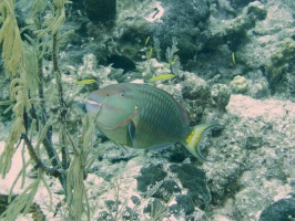 55 Stoplight Parrotfish IMG 3775